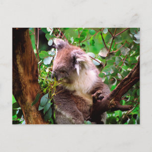 Koala Bear  Postcard