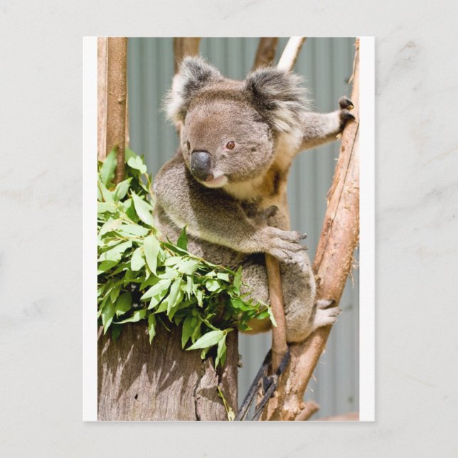 Koala Bear Postcard (Front)