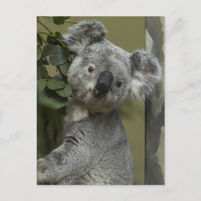 Koala Bear Postcard (Front)