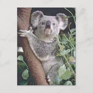 Koala Bear Postcard