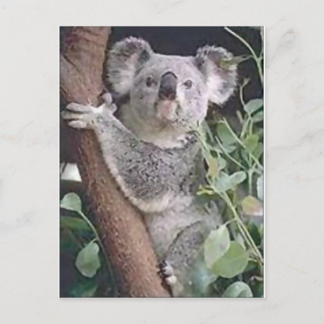 Koala Bear Postcard (Front)