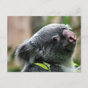 Koala Bear Postcard