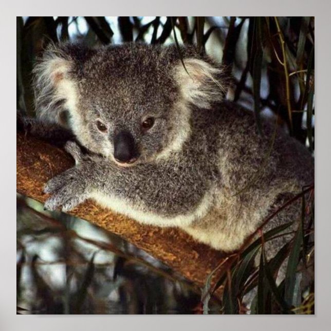 Koala Bear Poster (Front)