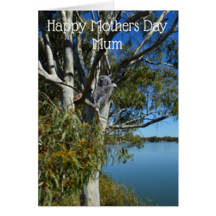 Koala Bear Sleeping In Gum Tree, Mothers Day