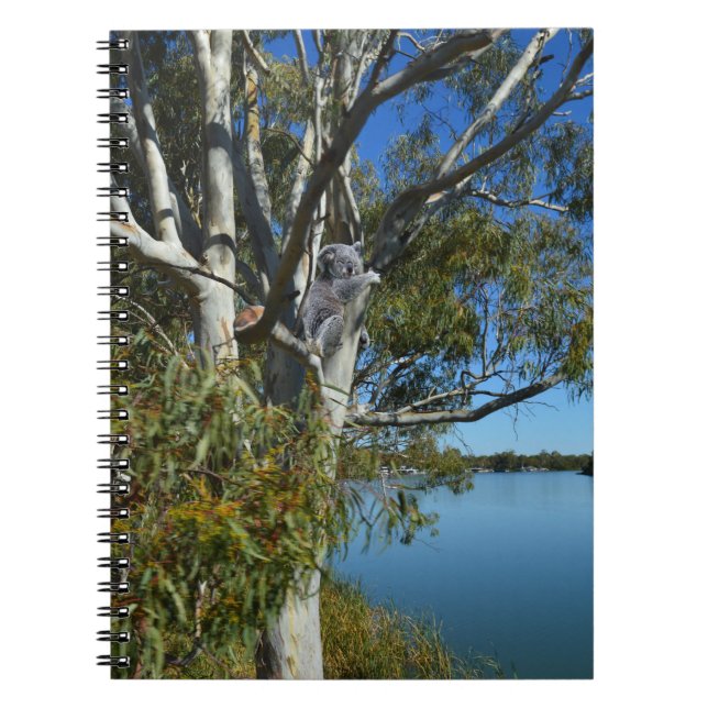 Koala Bear Sleeping In Gum Tree, Notebook (Front)
