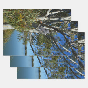 Koala Bear Sleeping In Gum Tree, Wrapping Paper Sheet