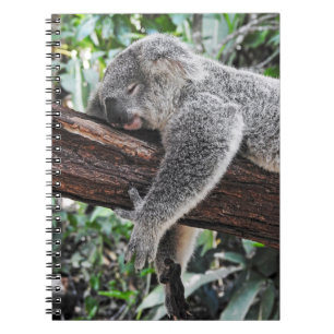 KOALA BEAR SLEEPING ON TREE NOTEBOOK
