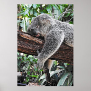 KOALA BEAR SLEEPING ON TREE POSTER