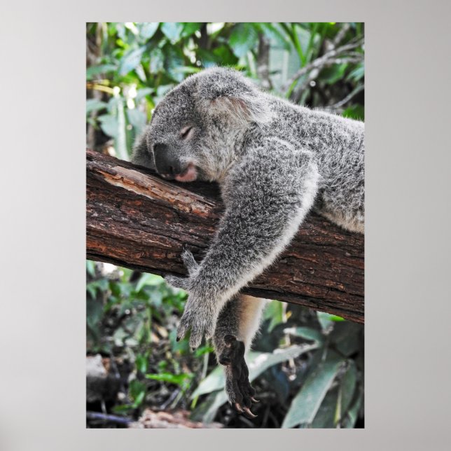 KOALA BEAR SLEEPING ON TREE POSTER (Front)