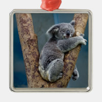 Koala Bear Sleeps Hugging A Tree