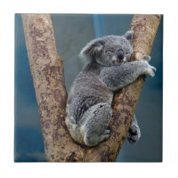 Koala Bear Sleeps Hugging A Tree