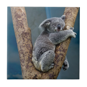 Koala Bear Sleeps Hugging A Tree Tile