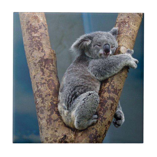 Koala Bear Sleeps Hugging A Tree Tile (Front)
