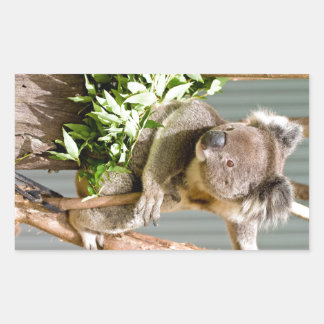 Koala Bear Sticker