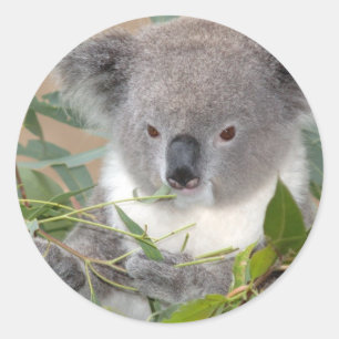 Koala Bear Sticker