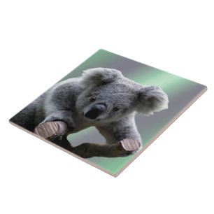 Koala Bear Tile