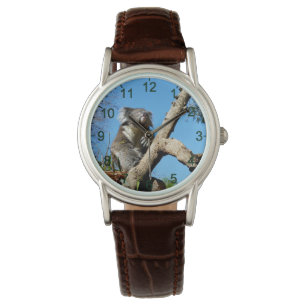 Koala Bear Time To Reflect On Life, Watch