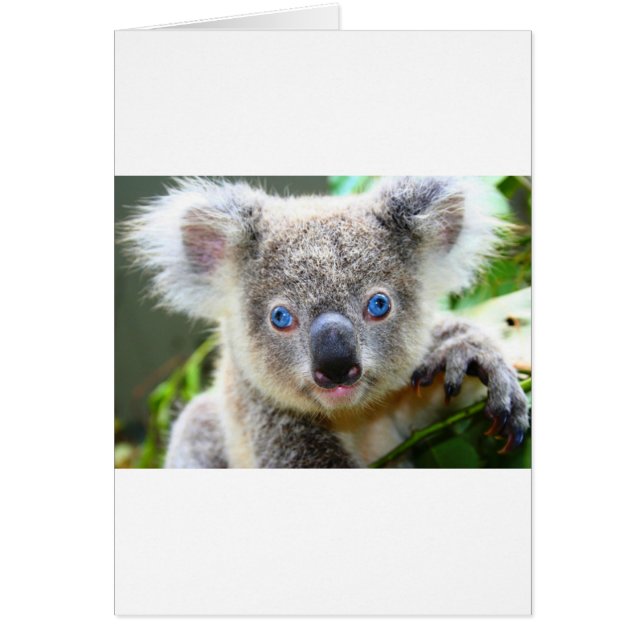 Koala Bears (Front)