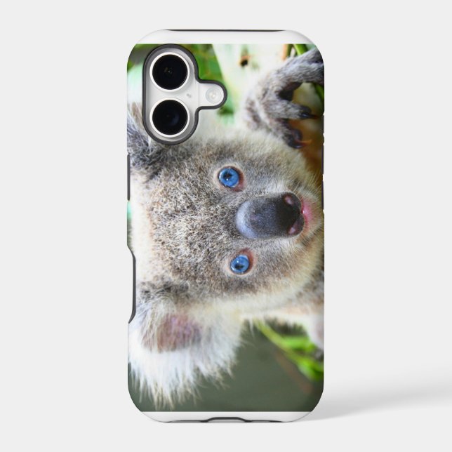 Koala Bears (Back)