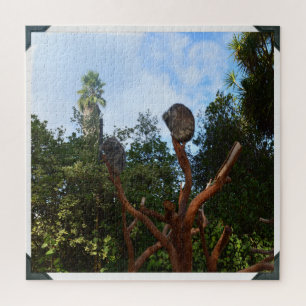 Koala Bears Asleep In Trees, Jigsaw Puzzle