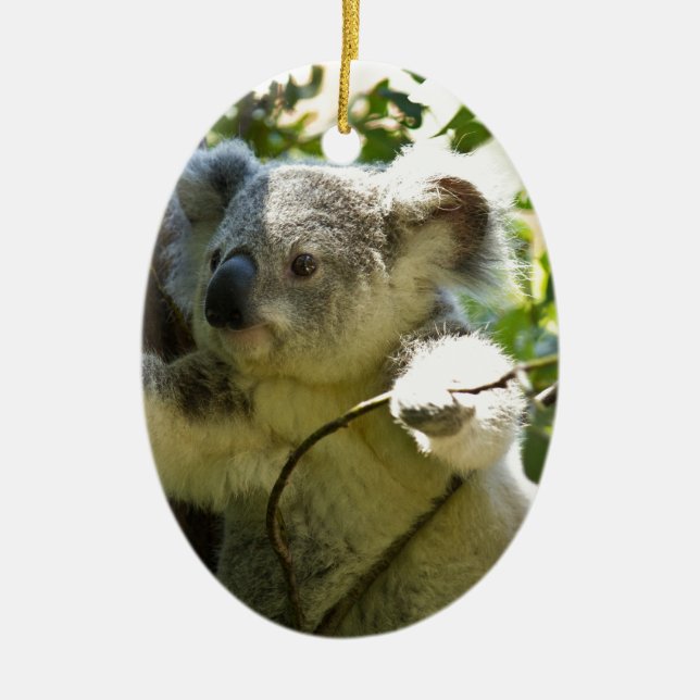 Koala Bears Aussi Outback Destiny Nature Ceramic Ornament (Front)