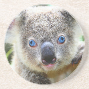 Koala Bears Coaster