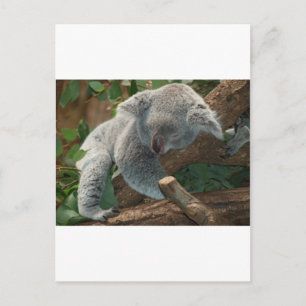 Koala Bears Love Animals Destiny Gifts Postcard