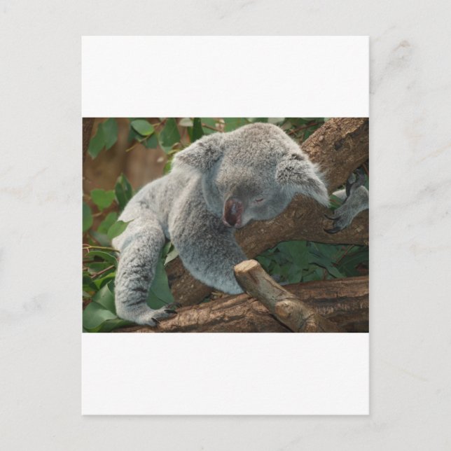 Koala Bears Love Animals Destiny Gifts Postcard (Front)