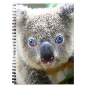 Koala Bears Notebook