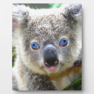 Koala Bears Plaque