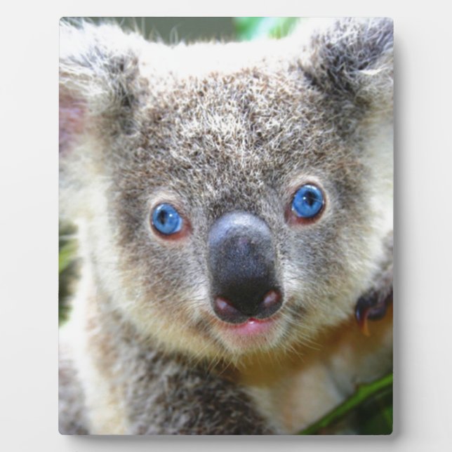 Koala Bears Plaque (Front)