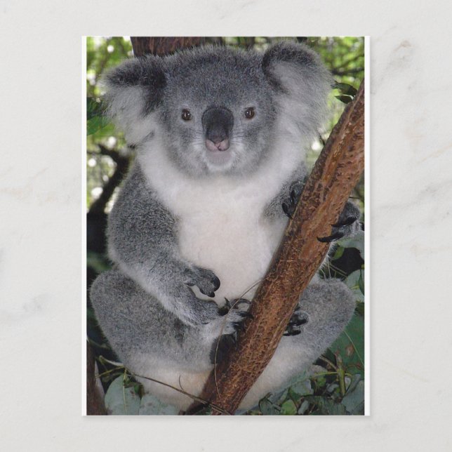 Koala Bears Postcard (Front)