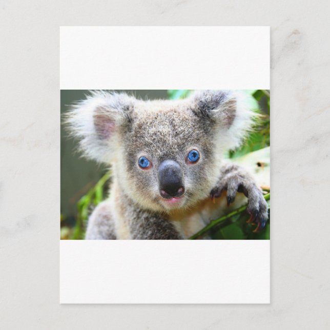 Koala Bears Postcard (Front)
