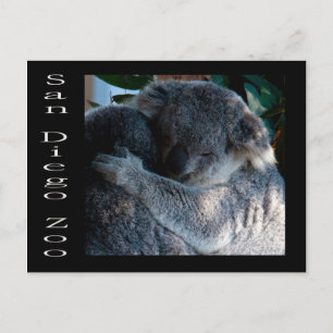 Koala bears postcard