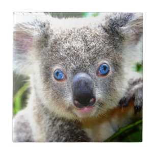 Koala Bears Tile