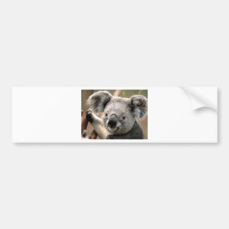 Koala Bumper Sticker