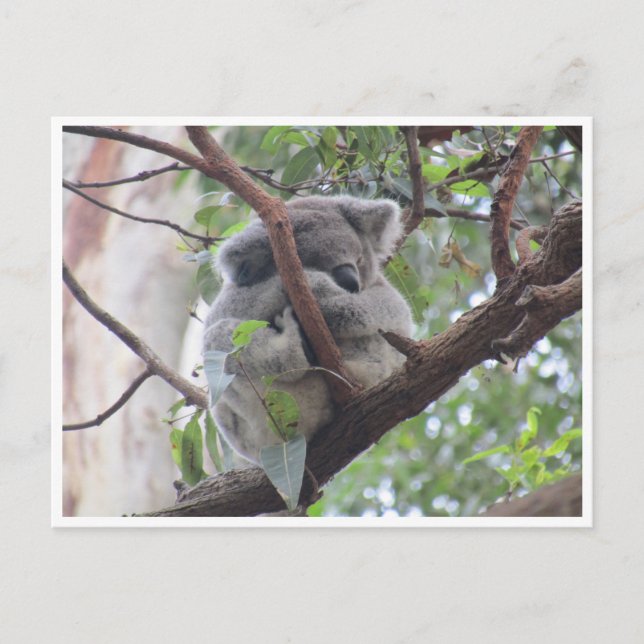 koala bundle postcard (Front)