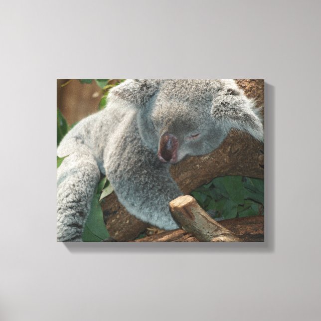 Koala Canvas Print (Front)
