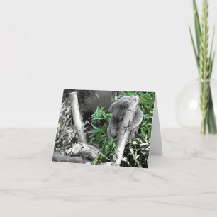 Koala Card