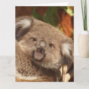 Koala Card