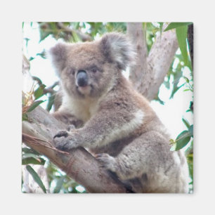 Koala Carré Magnet
