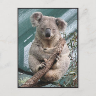 Koala, Carte postale, 2013, 4,25 po x 5,6 po