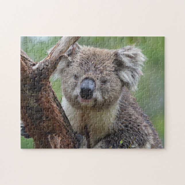 Koala Close Up, Jigsaw Puzzle (Horizontal)