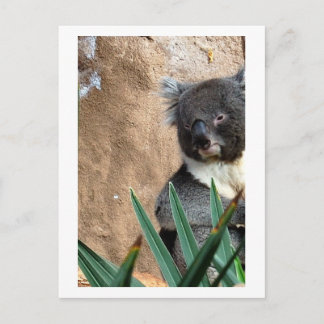 Koala Close-Up Postcard