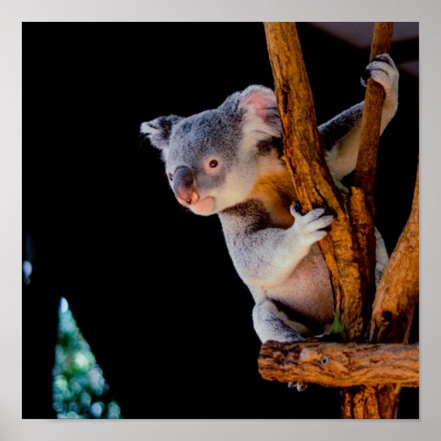 Koala Cute in Tree Gray Poster (Front)