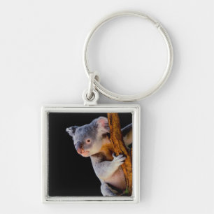 Koala Cute in Tree Grey Keychain
