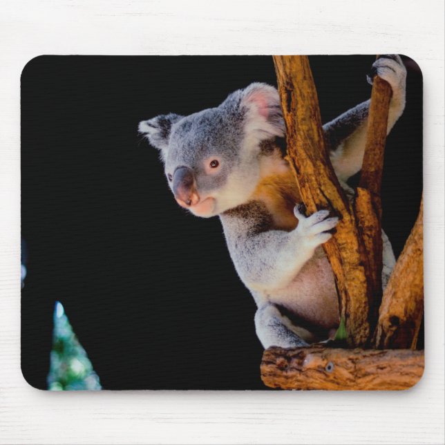 Koala Cute in Tree Grey Mouse Pad (Front)