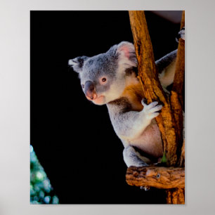 Koala Cute in Tree Grey Poster