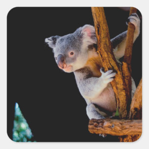 Koala Cute in Tree Grey Square Sticker