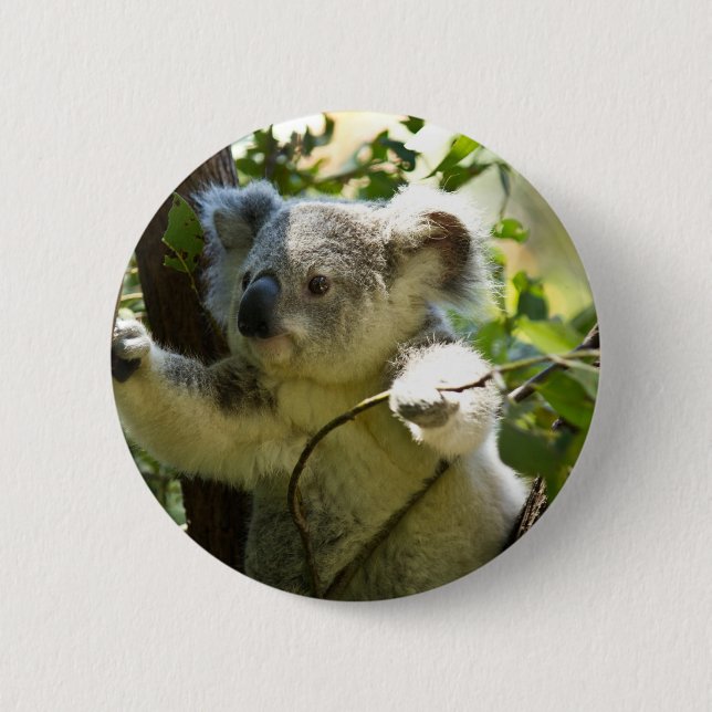 Koala cutie 2 inch round button (Front)